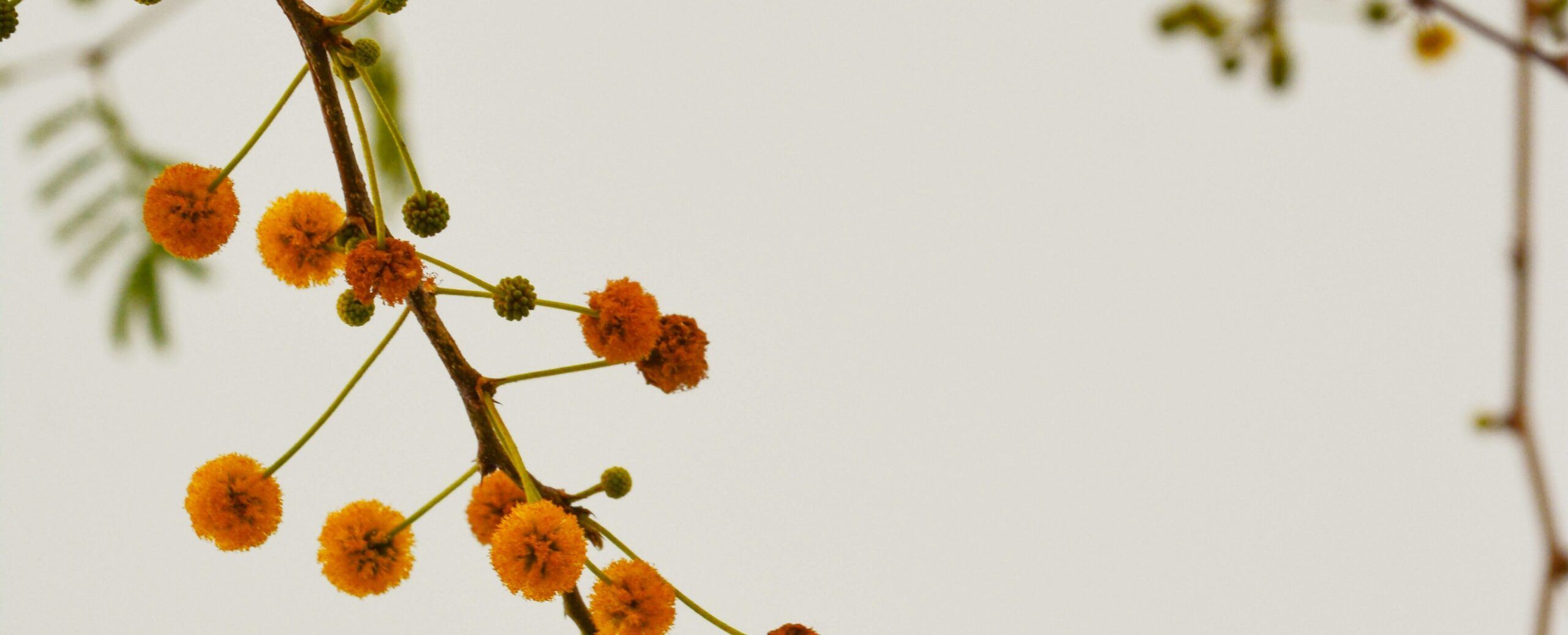 sparse twig with orange flowers